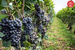 Hotel Valpolicella International | San Pietro in Cariano | Galerie 58